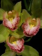orchidee, di iris_blu