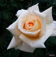 la rosa bianca, di iris_blu