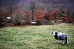 Mucche invernali, di Giraluna