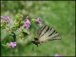 Butterfly, di frankikkap