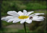 Ladybug :), di frankikkap