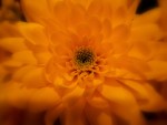 sole giallo, di iris_blu