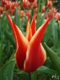 tulipano, di iris_blu