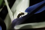 l'ape e l'azzurro, di shine