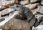 Iguana in Messico sono come gatti, di Siriox