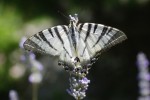 farfalla, di cj81218
