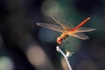 libellula rossa, di Dream