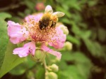 L'ape, di Faffi