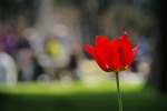 Tulipano, di francofratini