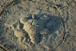 animali di sabbia, di cj81218