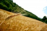 Il grano crescerà, di EsseFoto