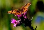 Farfalla, di elGringo_photo