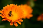 Un'ape si posa, di Felcardi