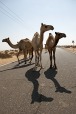 camels on the street, di michele.pautasso