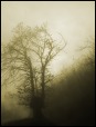 Nella nebbia, di Massimo Robiglio
