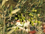 le olive della Svizzera Pesciatina!, di trighele