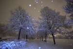 The Sound of the Snow, di Firebird