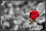 red rose, di fedemonte