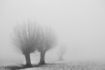 trees in the mist, di msar67