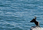 Cormorant, di danger