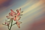 Orchidea romantica
