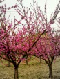 pink tree, di Arienne