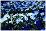 Fiori blu, di Frances33