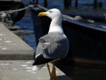 seagull, di ale87