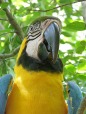 il pappagallo, di iris_blu