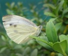 Papillon, di Vanessa