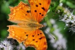 Butterfly, di cast
