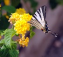 La farfalla del mio giardino, di dolianova