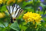Farfalla in posa, di dolianova