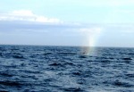 L'arcobaleno sullo spruzzo di una balena, di Irez
