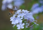 sfinge colibrì, di lele650