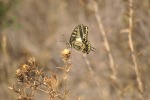 papillon, di met91