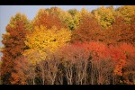 L'autunno e i suoi colori, di clodpreda