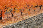 autunno...., di batterfly