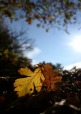 *Autumn Leaves*, di in-the-wind
