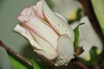 Rosa Bianca..., di Bosa