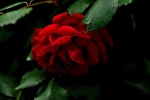 la rosa rossa...il fiore più bello!, di EleNaSte94
