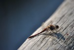 Rincorrendo una libellula... sul lago!!!, di Elisetta86
