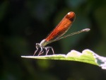 La danza della libellula, di gturs