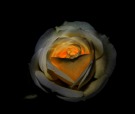 Lightening rose, di Stephy