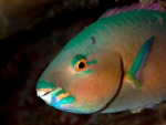 Parrotfish, di puffosub