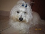 my dog!, di Klelia