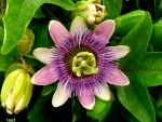 passion flower, di Lucyll