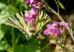 Papilio, di gturs