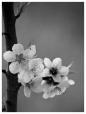 Primavera in b/w, di Frances33