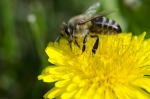 L'ape e il fiore, di kiumars